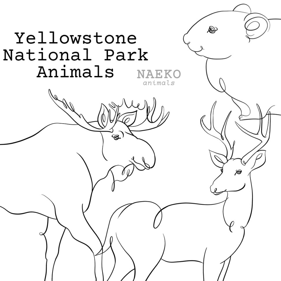 NAEKO Yellowstone National Park animals