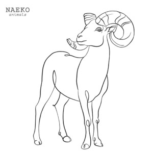 NAEKO Bighorn sheep