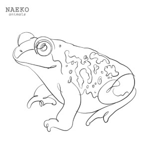 NAEKO Couch's spadefoot toad