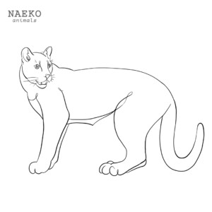 NAEKO Cougar
