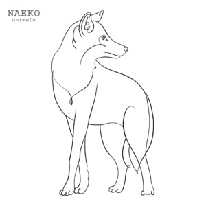 NAEKO Coyote