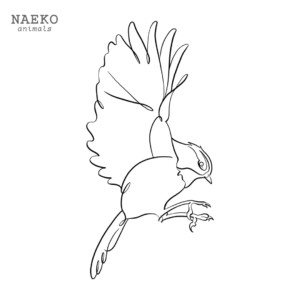NAEKO Mountain chickadee