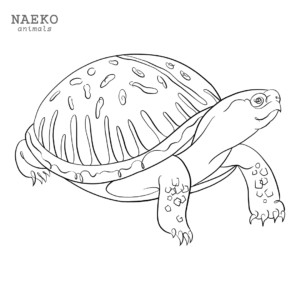NAEKO Ornata box turtle