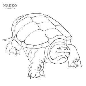 NAEKO Snapping turtle