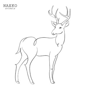 NAEKO White tailed deer